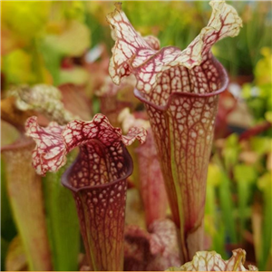 Sarracenia Hybrid H 46 (Rubra Subsp.gulfensis X (Leucophylla X  'Labyrinth' )